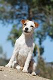 PARSON RUSSEL TERRIER 064